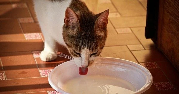 Une liste de 10 aliments les plus toxiques pour les chats, à bannir de leur gamelle